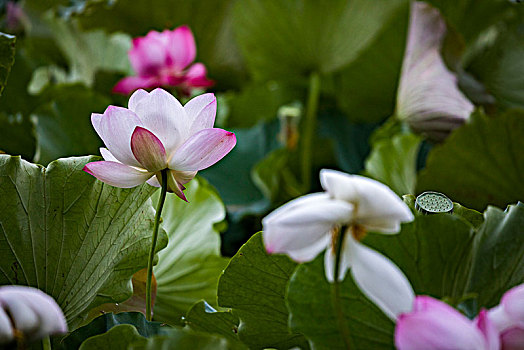 xs thu tu hang tuan