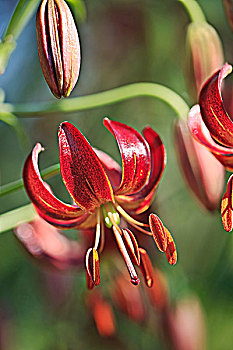 xổ số quảng bình