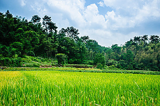 xs tiền giang