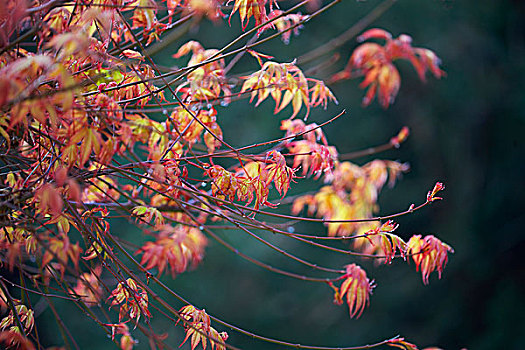 xs 3 đài