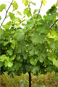thống kê xổ số tây ninh