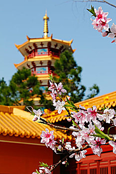 soi số miền bắc
